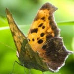 image of animal