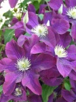 image of clematis #21