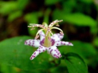 image of flower