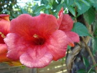 image of flower
