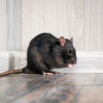 image of animal