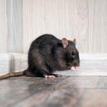 image of rat #32