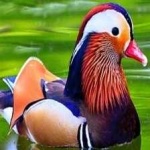 image of bird