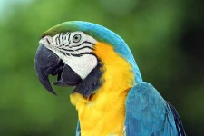 image of macaw