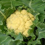 image of cauliflower