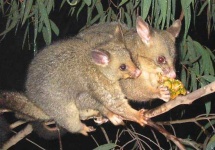 image of possum #58