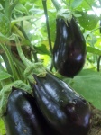 image of eggplant #1