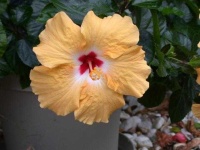 image of flower