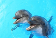 image of animal