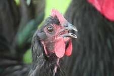 image of hen