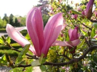image of magnolia #22