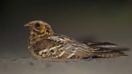 image of nightjar