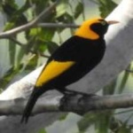 image of regent_bowerbird #12