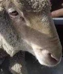image of animal