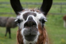 image of llama