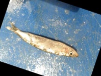 image of fish