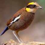 image of bird