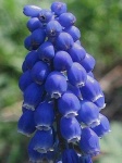 image of grape_hyacinth #36