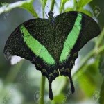 image of animal