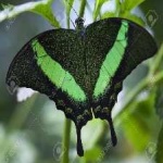 image of banded_butterfly #120