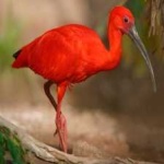 image of bird