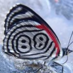 image of animal