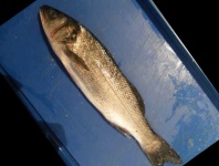 image of fish