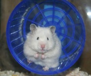image of hamster