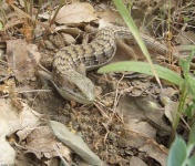 image of alligator_lizard