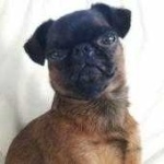 image of brabancon_griffon