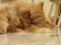 image of persian_cat
