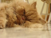 image of persian_cat #32