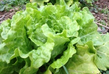 image of lettuce #19