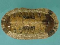image of chiton