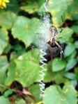 image of spider_web