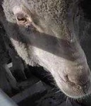 image of animal
