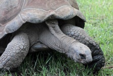 image of animal