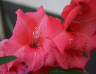 image of flower