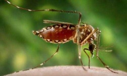 image of mosquito