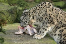 image of jaguar_car