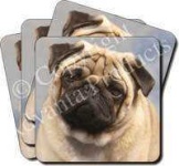 image of pug