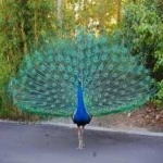 image of bird