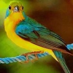 image of bird