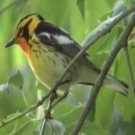 image of bird