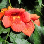 image of flower