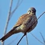 image of bird