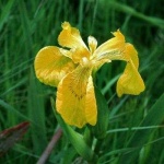 image of yellow_iris #10