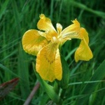 image of flower