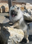 image of keeshond