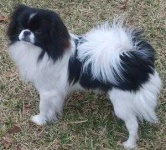 image of japanese_spaniel